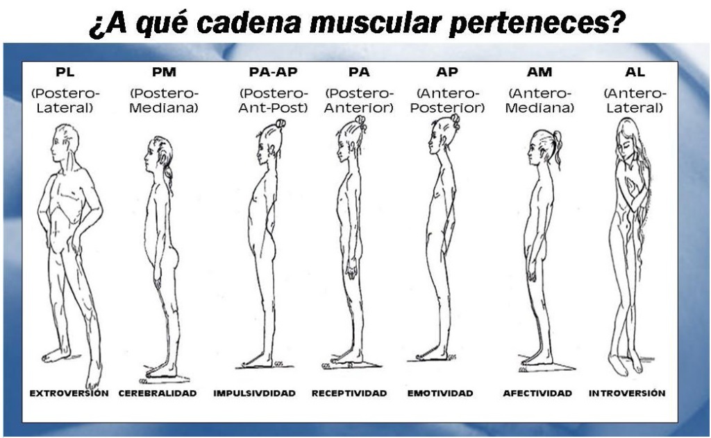 cadenas musculares