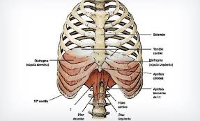 diafragma y su importancia